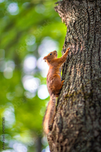red furry squirrel sitting on a tree
