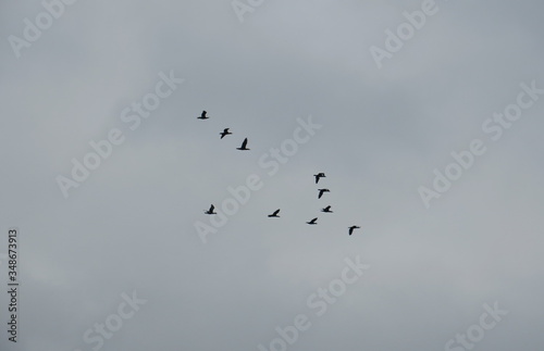 Zugvögel 01