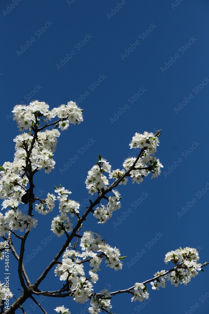 trees blossom Spring postcard garden