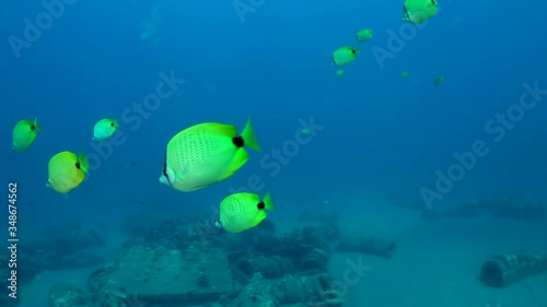 Yellow Milletseed butterflyfish, Chaetodon miliaris, aggressively swim and  eat other fish eggs off of an artificial reef, made of tires, on a sandy sea floor, near Maui, Hawaii.   photo