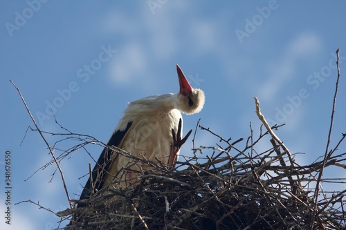 stork in nest