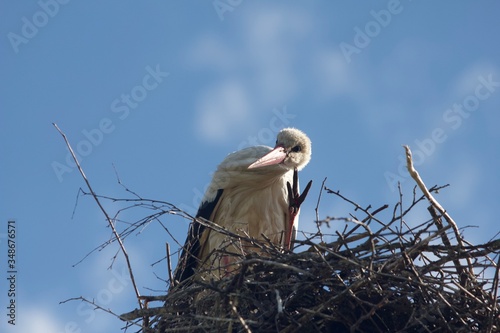 stork in nest