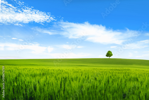 Blue sky with clouds and green wheat field with a lonely tree on the horizon. Beautiful natural wallpaper. Banner background.