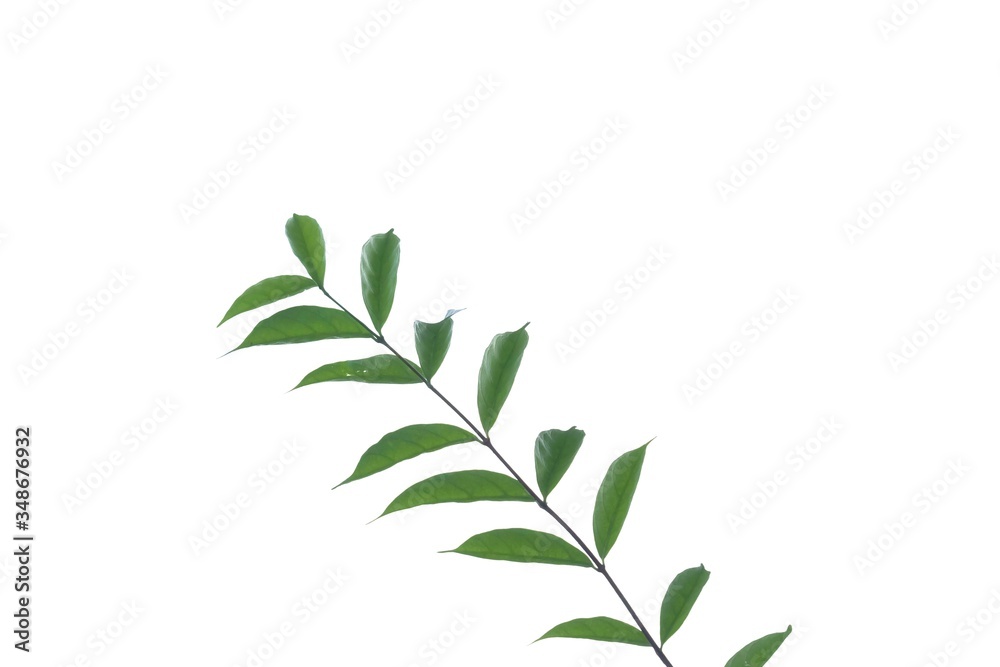 Young tropical plant leaves on white isolated background for green foliage backdrop and copy space 