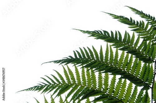 Tropical fern leaves on white isolated background for green foliage backdrop and copy space 