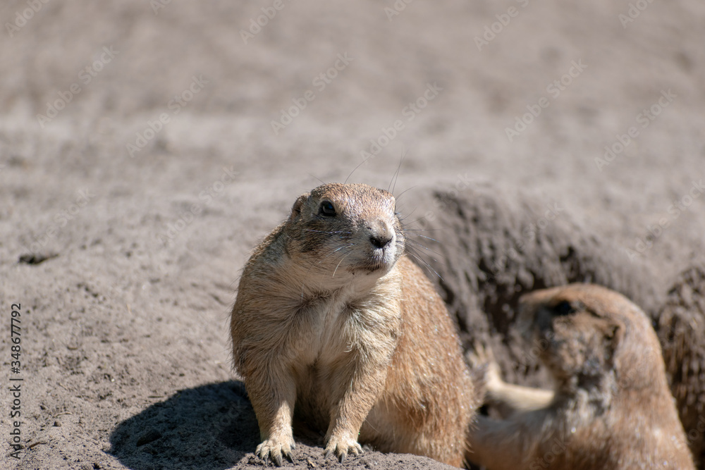 Fototapeta premium prairie dog in the sand