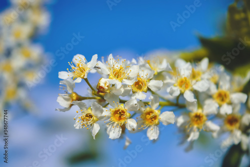 Blooming branch of a white bird cherry against the blue spring sky close-up.