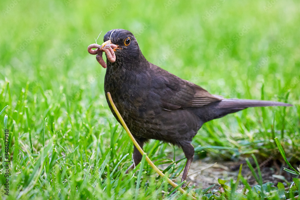 Common blackbird with worms in his beak (Turdus merula) Common blackbird with worms in his beak (Turdus merula)