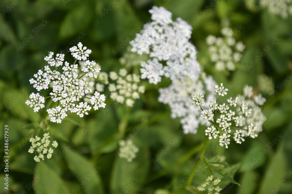 Saint Petersburg, Russia. July, 22, 2015. White tiny flowers of the yarrow against the grass. Wild flowers Saint Petersburg, Russia. July, 22, 2015. White tiny flowers of the yarrow against the grass. Wild flowers