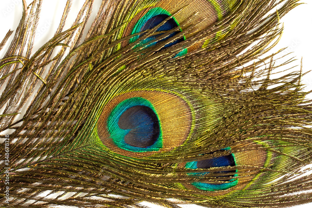 Fototapeta premium Peackock feathers on white background.