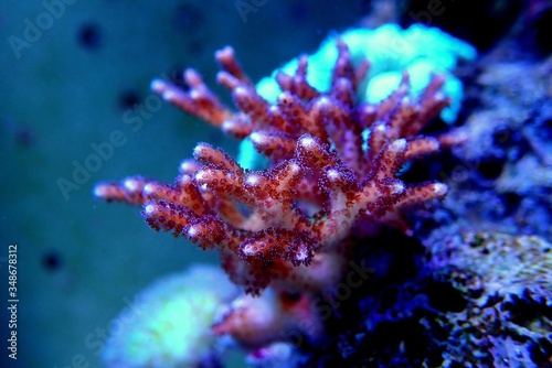 Birdnest SPS Coral - Seriatopora caliendrum