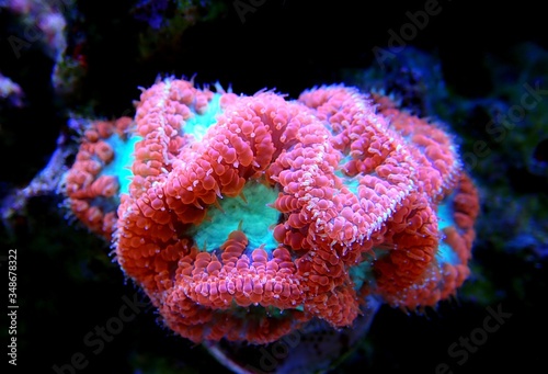 Blastomussa wellsi - Big Polyp Blastomussa LPS Coral  © Kolevski.V