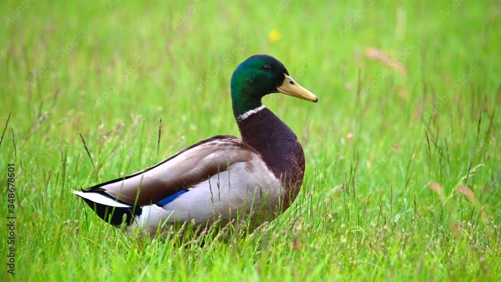 Mallards (Anas platyrhynchos) run and croak in the sun on an uncut green lawn Mallards (Anas platyrhynchos) run and croak in the sun on an uncut green lawn