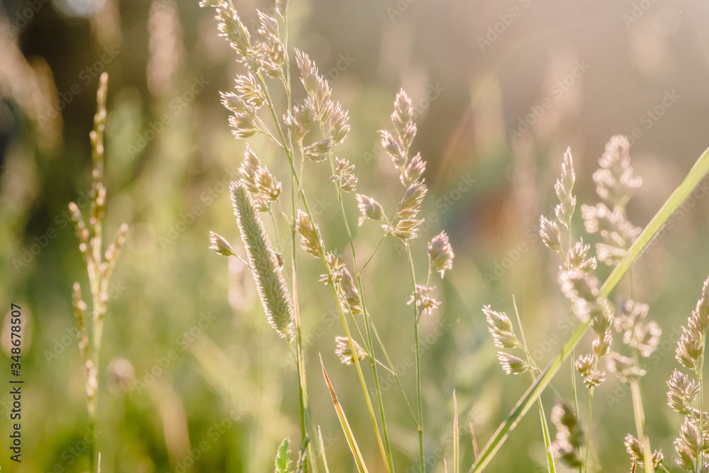 Sun rays at sunset through the grass and flowers in the field. Russia, Vladimir Sun rays at sunset through the grass and flowers in the field. Russia, Vladimir