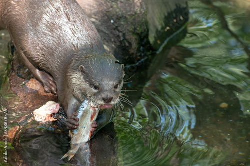 otter in the river