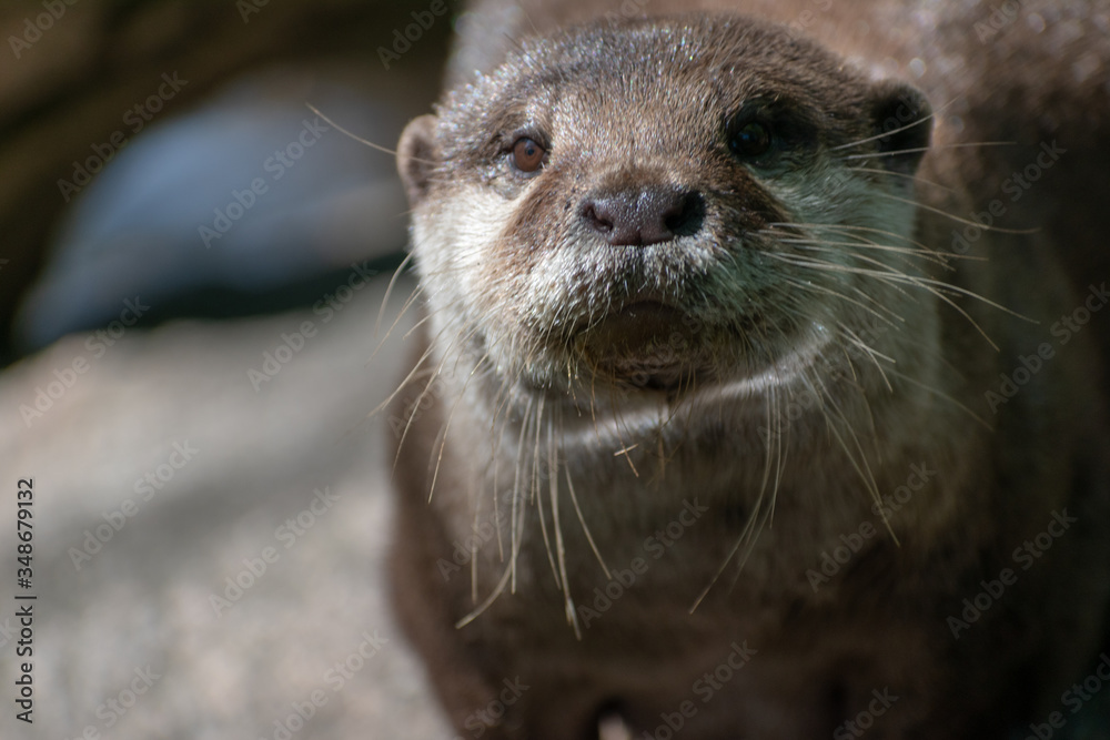 otter in the river otter in the river