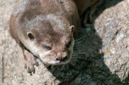 otter in the river