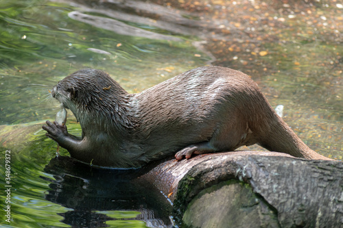 otter in the river