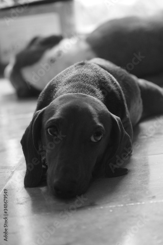 perro salchicha mascota