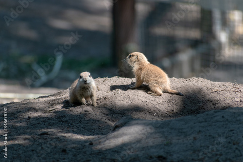 Prairie dog babies in the zoo in spring