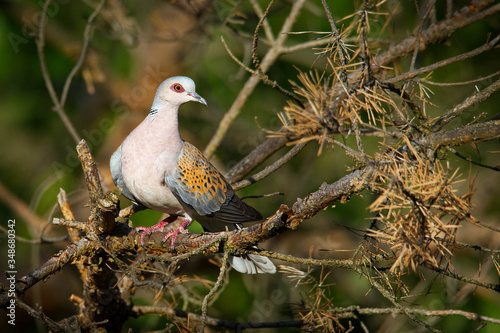 European Turtle-Dove - Streptopelia turtur sitting on the branch, beautiful colours, member of the bird family Columbidae, the doves and pigeons