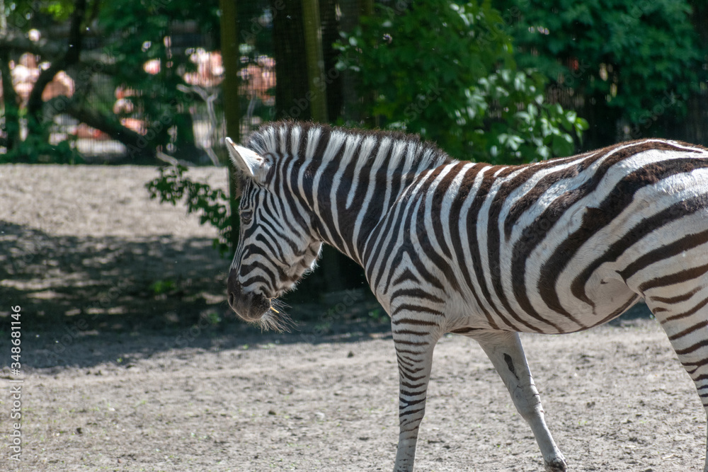 Single standing zebra in the zoo Single standing zebra in the zoo