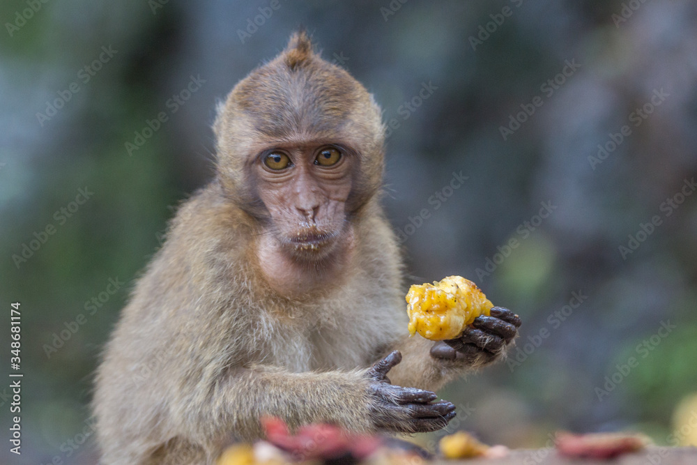 Obraz premium Portrait of monkey. Close-up monkey have a rest. Fooling around. Eating fruits.