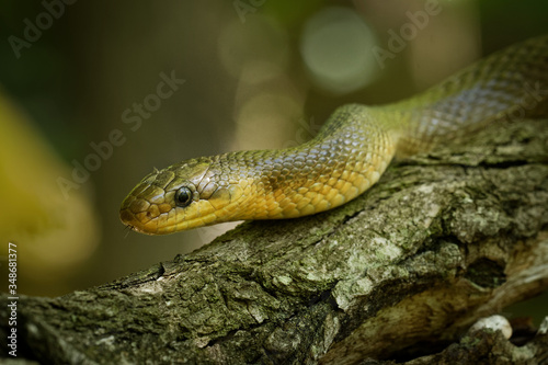 Aesculapian Snake - Zamenis longissimus, previously Elaphe longissima, nonvenomous olive green and yellow snake native to Europe, Colubrinae subfamily of the family Colubridae