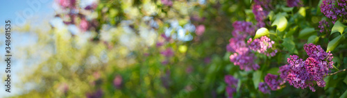 panorama of lilac in the sun
