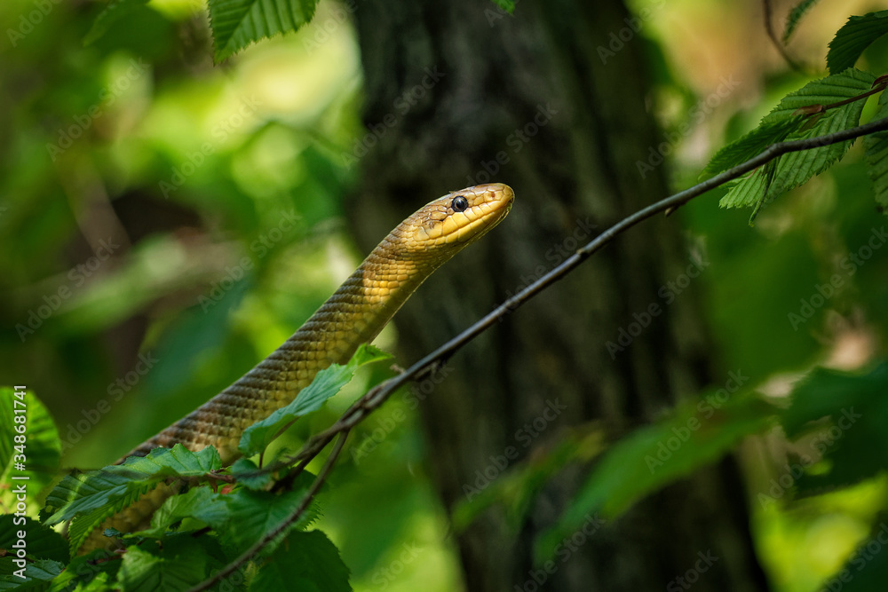 Fototapeta premium Aesculapian Snake - Zamenis longissimus, previously Elaphe longissima, nonvenomous olive green and yellow snake native to Europe, Colubrinae subfamily of the family Colubridae