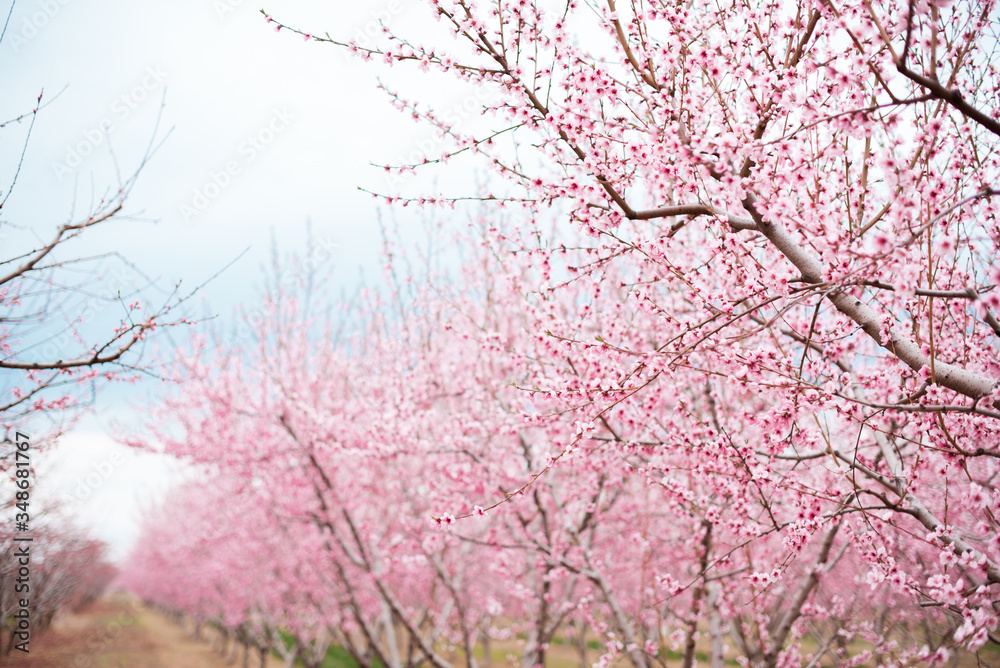 Pink tree cherry apple blossom orchard in spring Niagara Ontario Canada Pink tree cherry apple blossom orchard in spring Niagara Ontario Canada