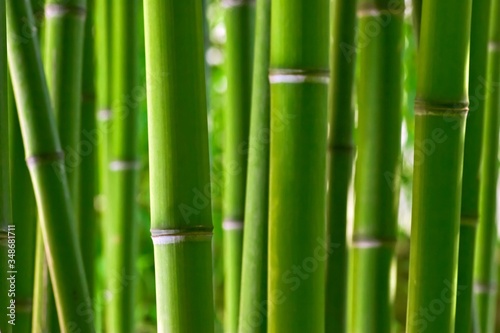 Fototapeta Naklejka Na Ścianę i Meble -  green bamboo background