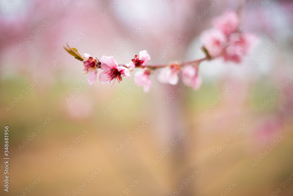 Pink tree cherry apple blossom orchard in spring Niagara Ontario Canada Pink tree cherry apple blossom orchard in spring Niagara Ontario Canada
