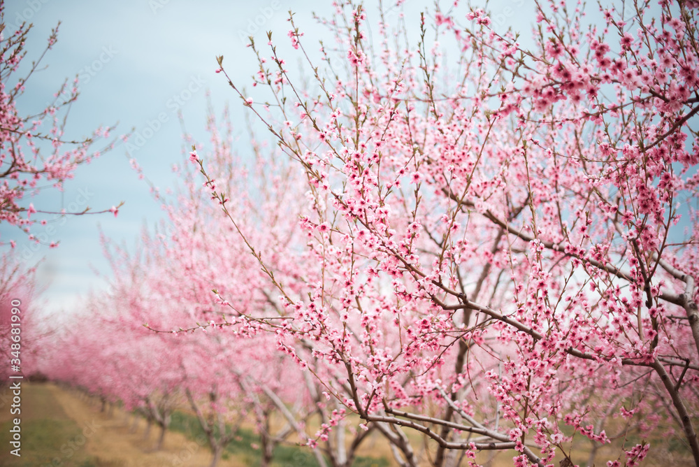 Pink tree cherry apple blossom orchard in spring Niagara Ontario Canada Pink tree cherry apple blossom orchard in spring Niagara Ontario Canada