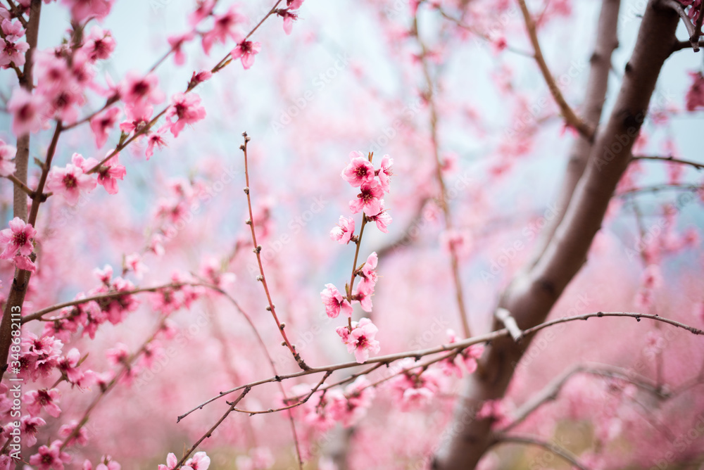 Pink tree cherry apple blossom orchard in spring Niagara Ontario Canada Pink tree cherry apple blossom orchard in spring Niagara Ontario Canada