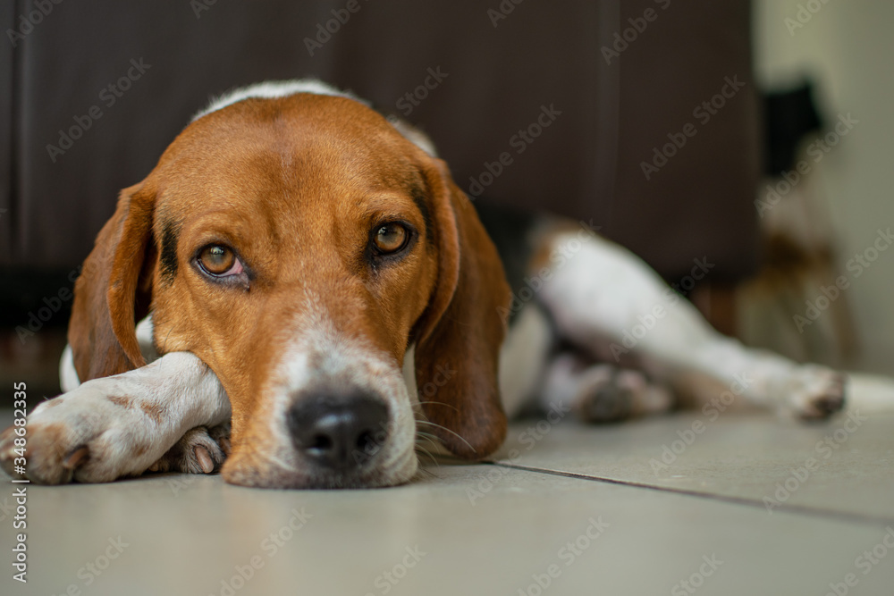 A beagle dog lying down, brown with white, with a serious face.