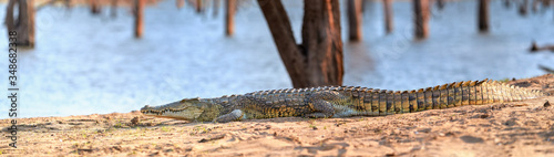 Huge Nile crocodile, Crocodylus niloticus, panoramic view on reptile from beach over Kariba Lake, Zimbabwe.