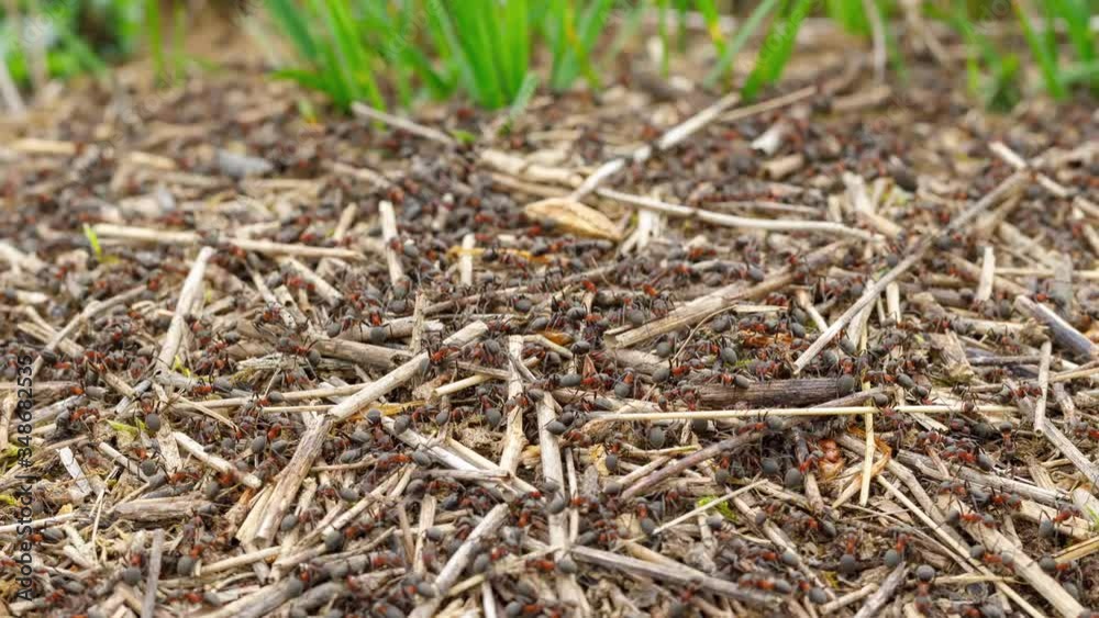 4k time lapse close up of ants building nest. 4k time lapse close up of ants building nest.