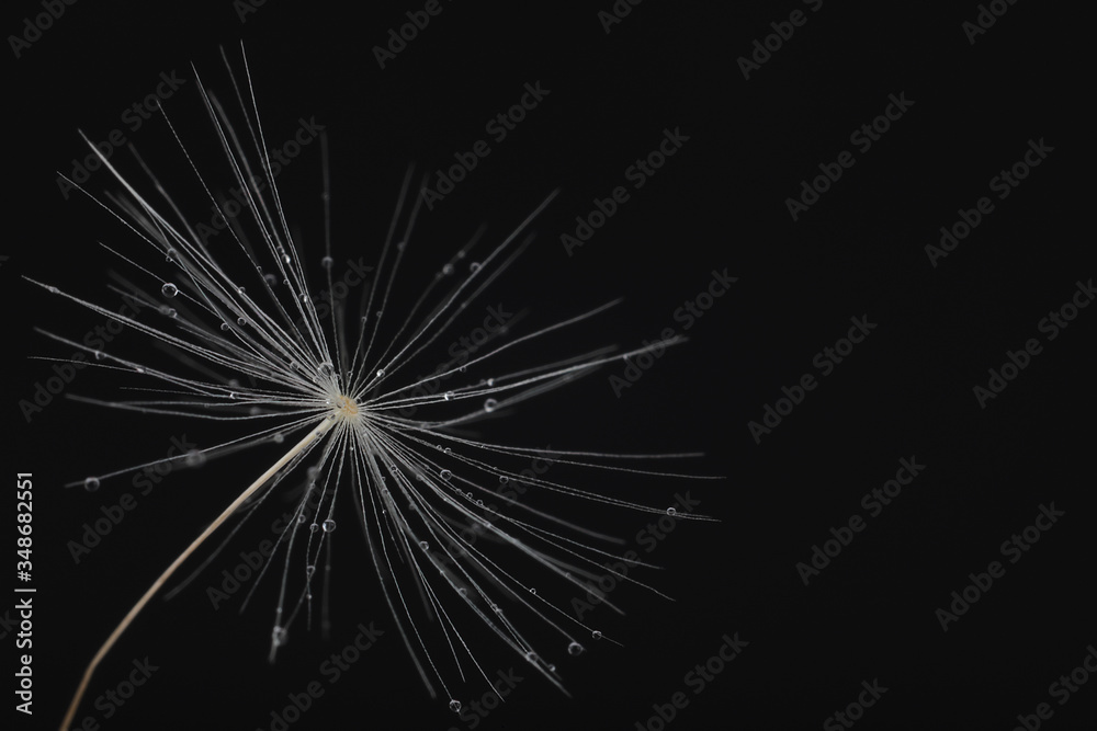 Fototapeta premium Abstract macro photo of dandelion seed with water drops on black background.