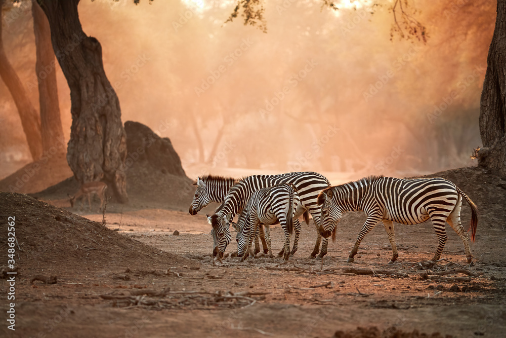 African wildlife. Herd of zebras against backlighted ancient Zambezi forest. Wild animals in Mana Pools national park, Zimbabwe. Wildlife photography in unesco heritage site. - obrazy, fototapety, plakaty 