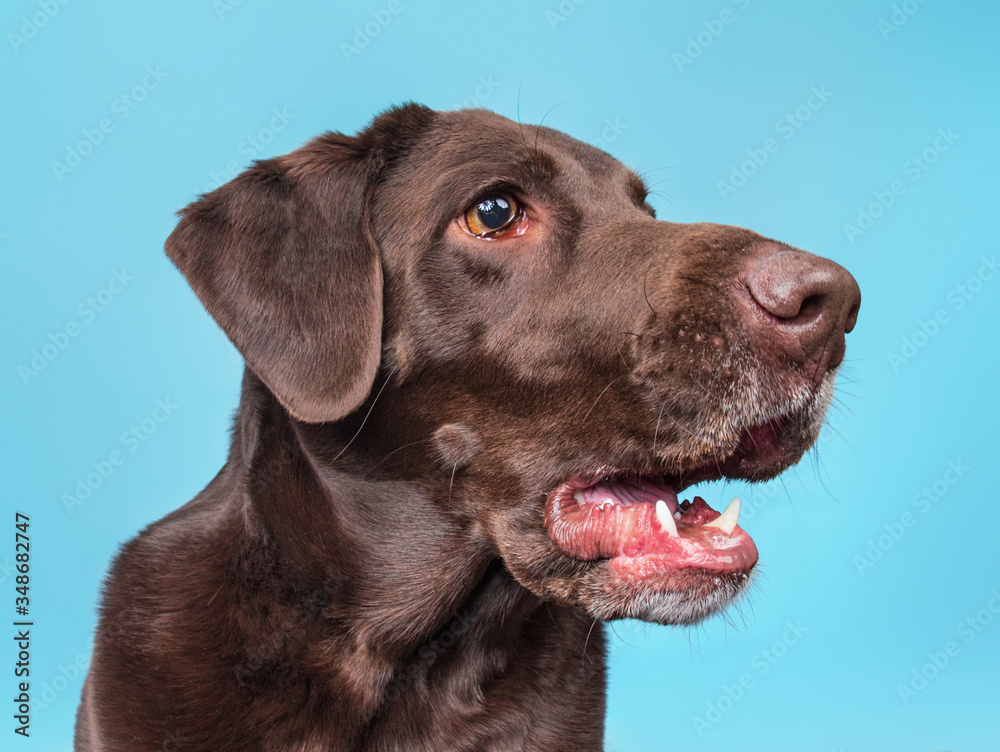 cute dog isolated on a colorful background in a studio shot