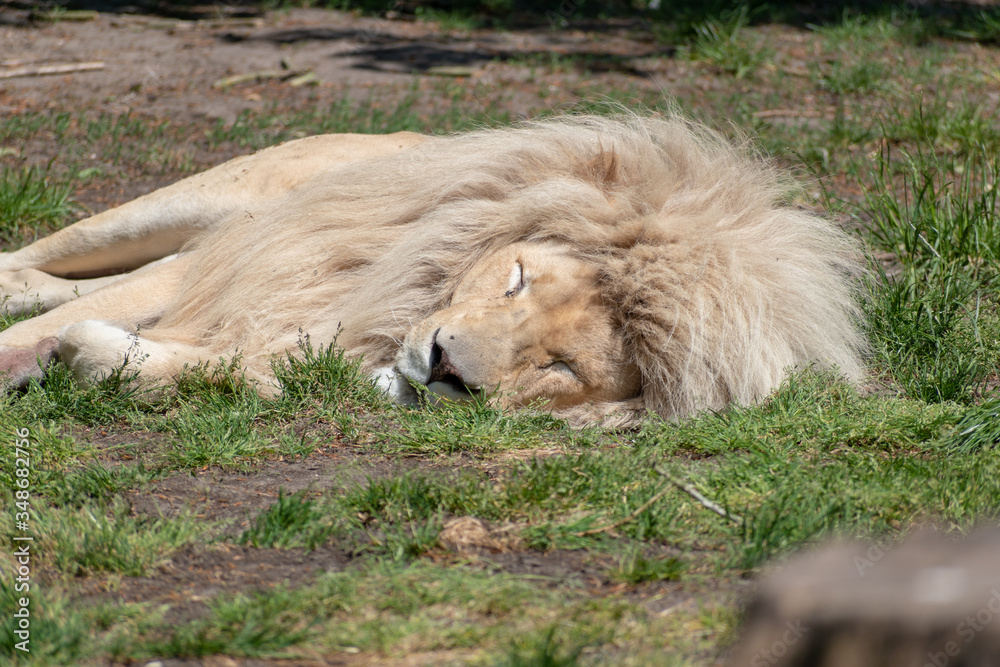 lion in the grass