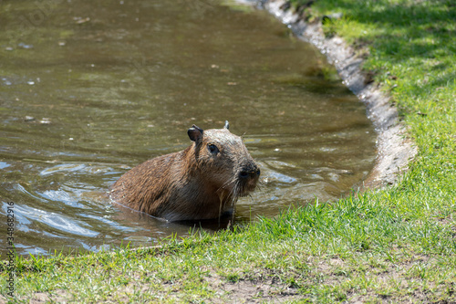 Single capybara in spring in the zoo