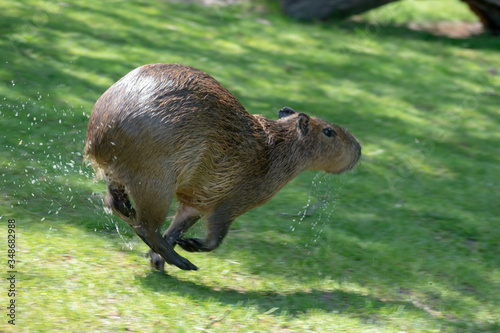 Single capybara in spring in the zoo