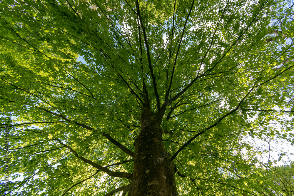 East Frisian Park in spring with sunshine East Frisian Park in spring with sunshine