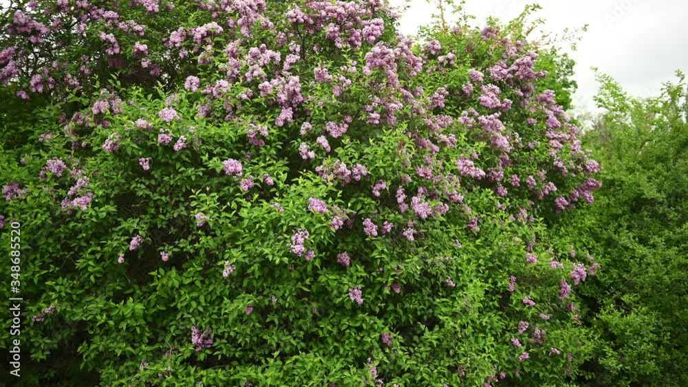 Beautiful blooming lilac buds move in the wind. A large bush in the middle of a city park Beautiful blooming lilac buds move in the wind. A large bush in the middle of a city park