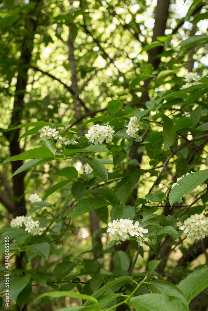 Bird Cherry Tree in Blossom. Close-up of a Flowering Prunus Avium Tree with White Little Blossoms. View of a blooming Sweet Bird-Cherry Tree in Spring. Bird Cherry Tree in Blossom. Close-up of a Flowering Prunus Avium Tree with White Little Blossoms. View of a blooming Sweet Bird-Cherry Tree in Spring.