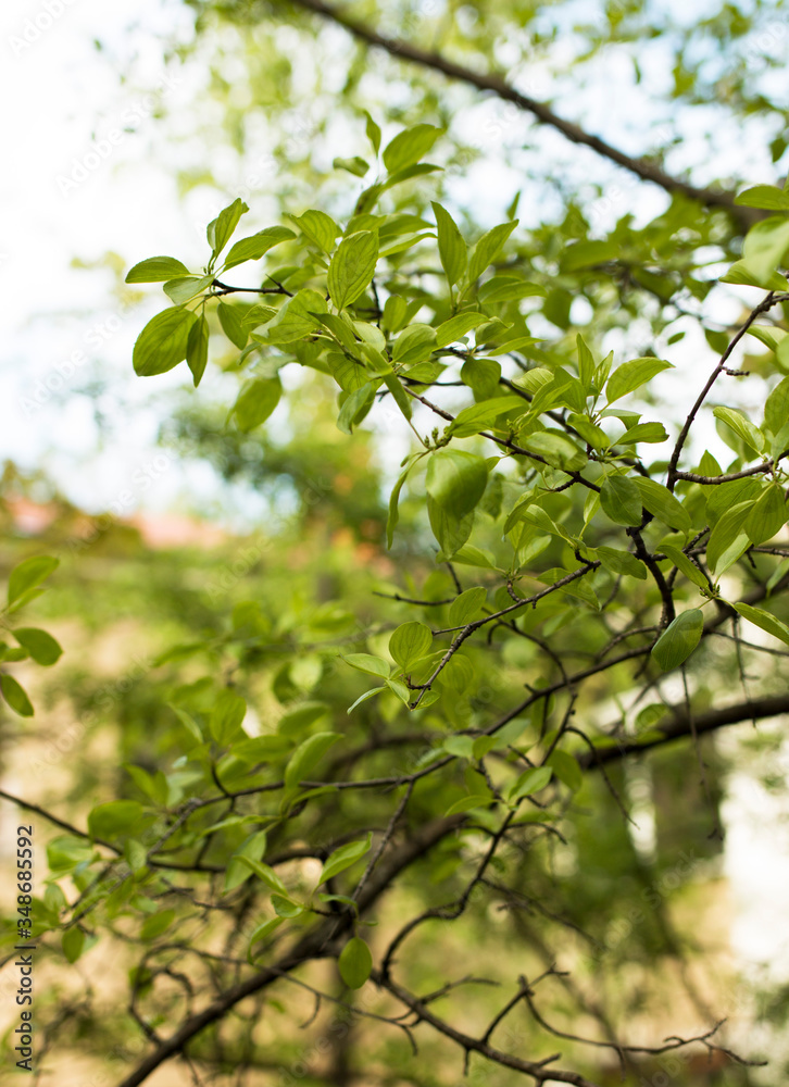 Green leaves of trees on a background of blue sky and yellow house