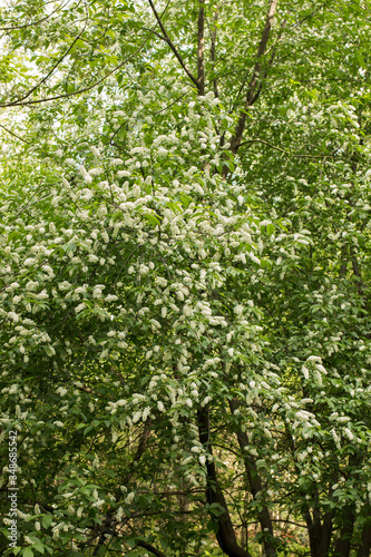 Bird Cherry Tree in Blossom. Close-up of a Flowering Prunus Avium Tree with White Little Blossoms. View of a blooming Sweet Bird-Cherry Tree in Spring.
