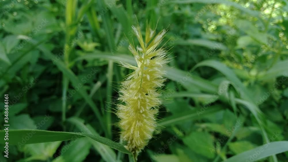 Close up Pennisetum purpureum (Cenchrus purpureus Schumach, Napier grass, elephant grass, Uganda grass, kolonjono, suket gajah) with ntural background. A giant tropical grass. Close up Pennisetum purpureum (Cenchrus purpureus Schumach, Napier grass, elephant grass, Uganda grass, kolonjono, suket gajah) with ntural background. A giant tropical grass.